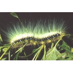Dictyoploca (Caligula) japonica Japan 10 larvae